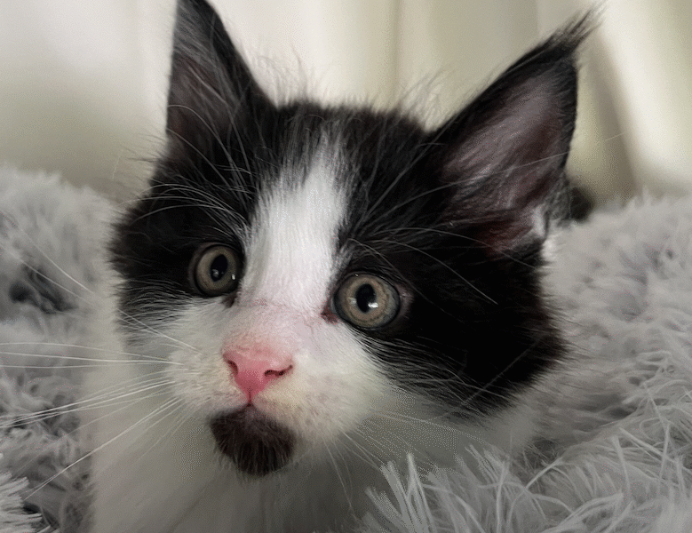 Kittens Born 7/19/25 Click first picture to see all kittens!