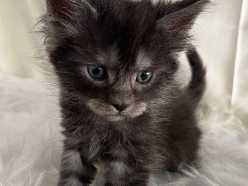 Kittens Born 7/19/25 Click first picture to see all kittens!