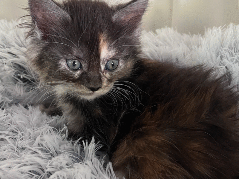 Kittens Born 7/19/25 Click first picture to see all kittens!