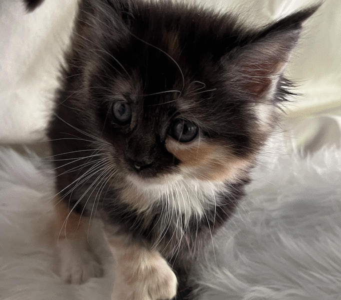 Kittens Born 7/19/25 Click first picture to see all kittens!