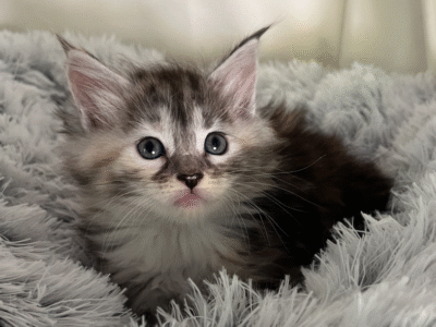 Kittens Born 7/19/25 Click first picture to see all kittens!