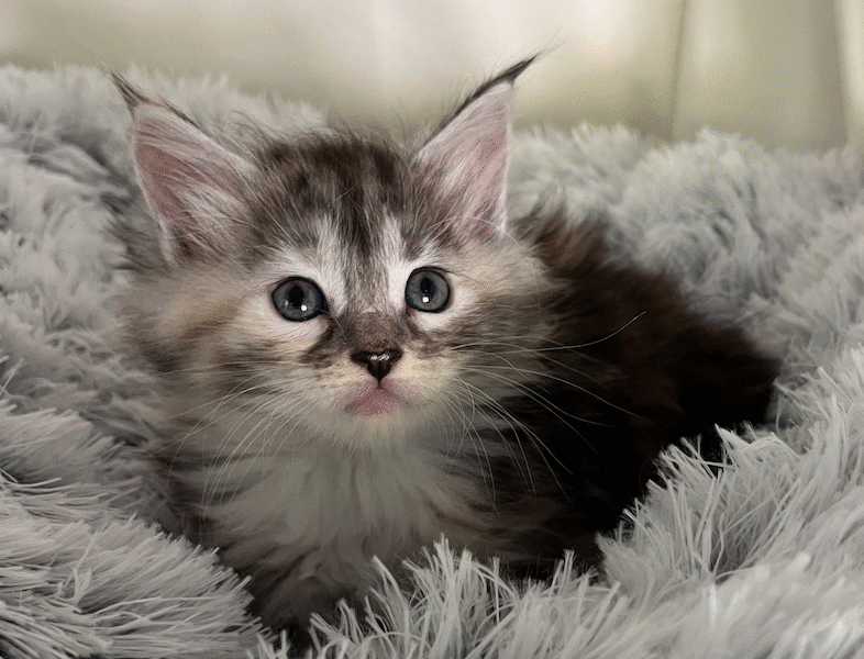 Kittens Born 7/19/25 Click first picture to see all kittens!