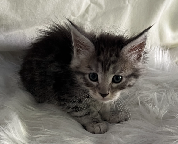 Kittens Born 7/19/25 Click first picture to see all kittens!